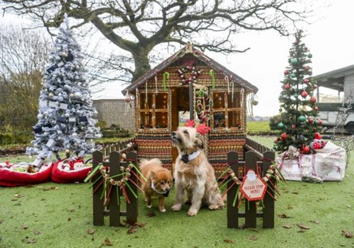 Giant Christmas Gingerbread Grotto For Rescue Dogs