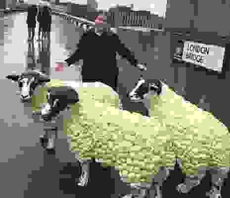 Prudence With Caulifower Sheep London Bridge