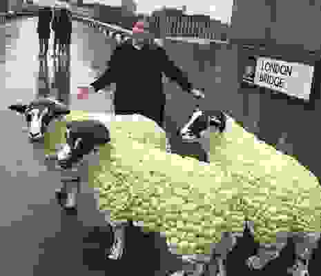 Prudence With Caulifower Sheep London Bridge Prudence With Caulifower Sheep London Bridge