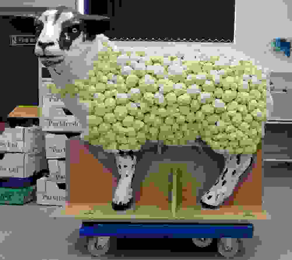 Sheep On Transport Wheels