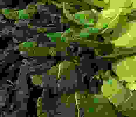 Shades Of Cabbage Shades Of Cabbage