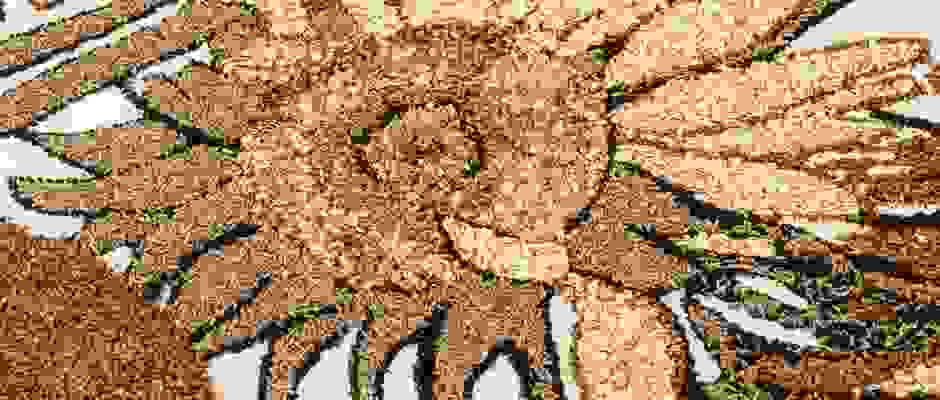 Wholegrains Sunflowers (Hero) Wholegrains Sunflowers (Hero)