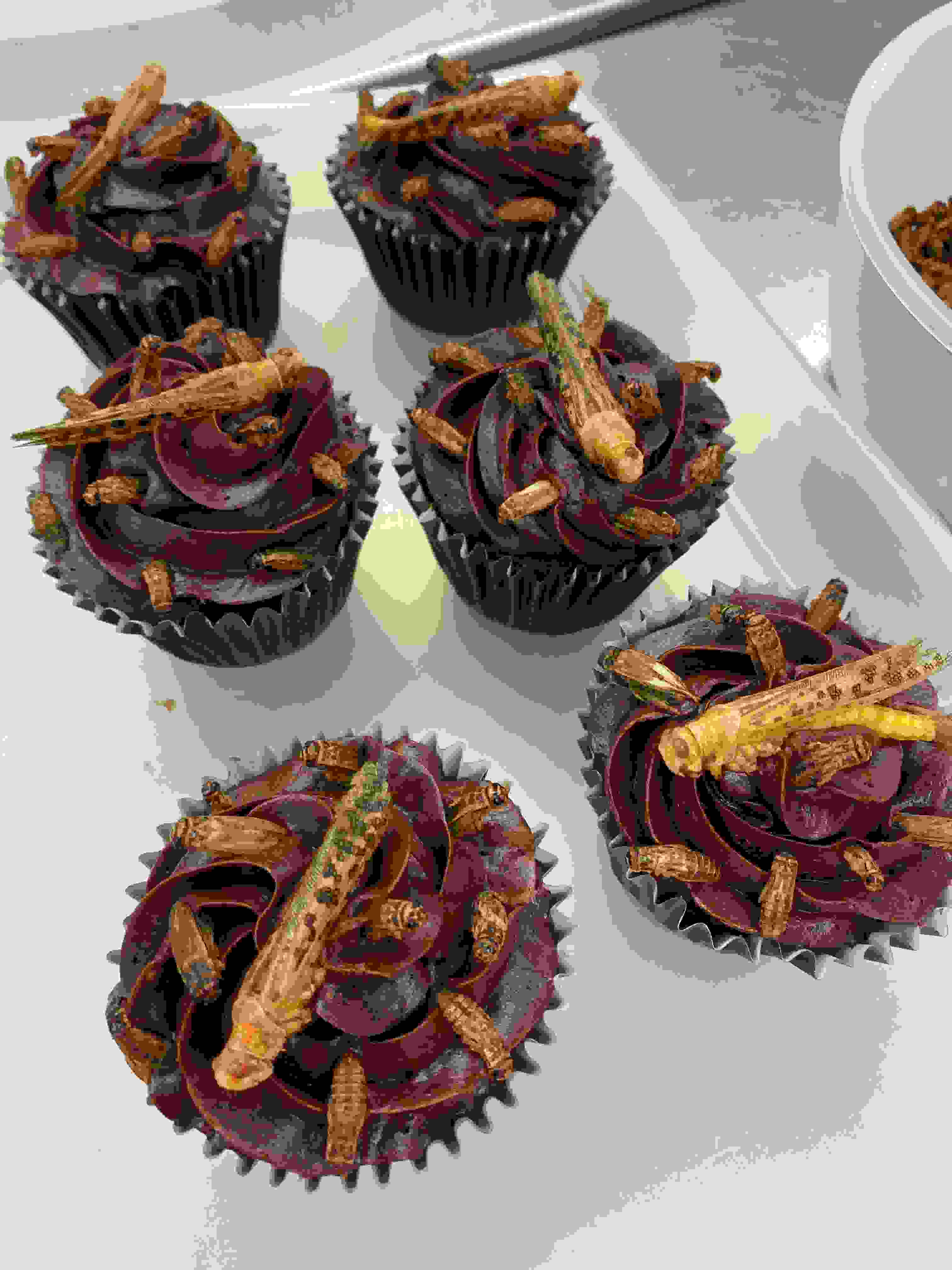 Chocolate Cupcakes with Edible Insects